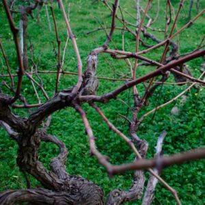 Трифон зарезан