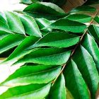 curri-leaves curri-leaves